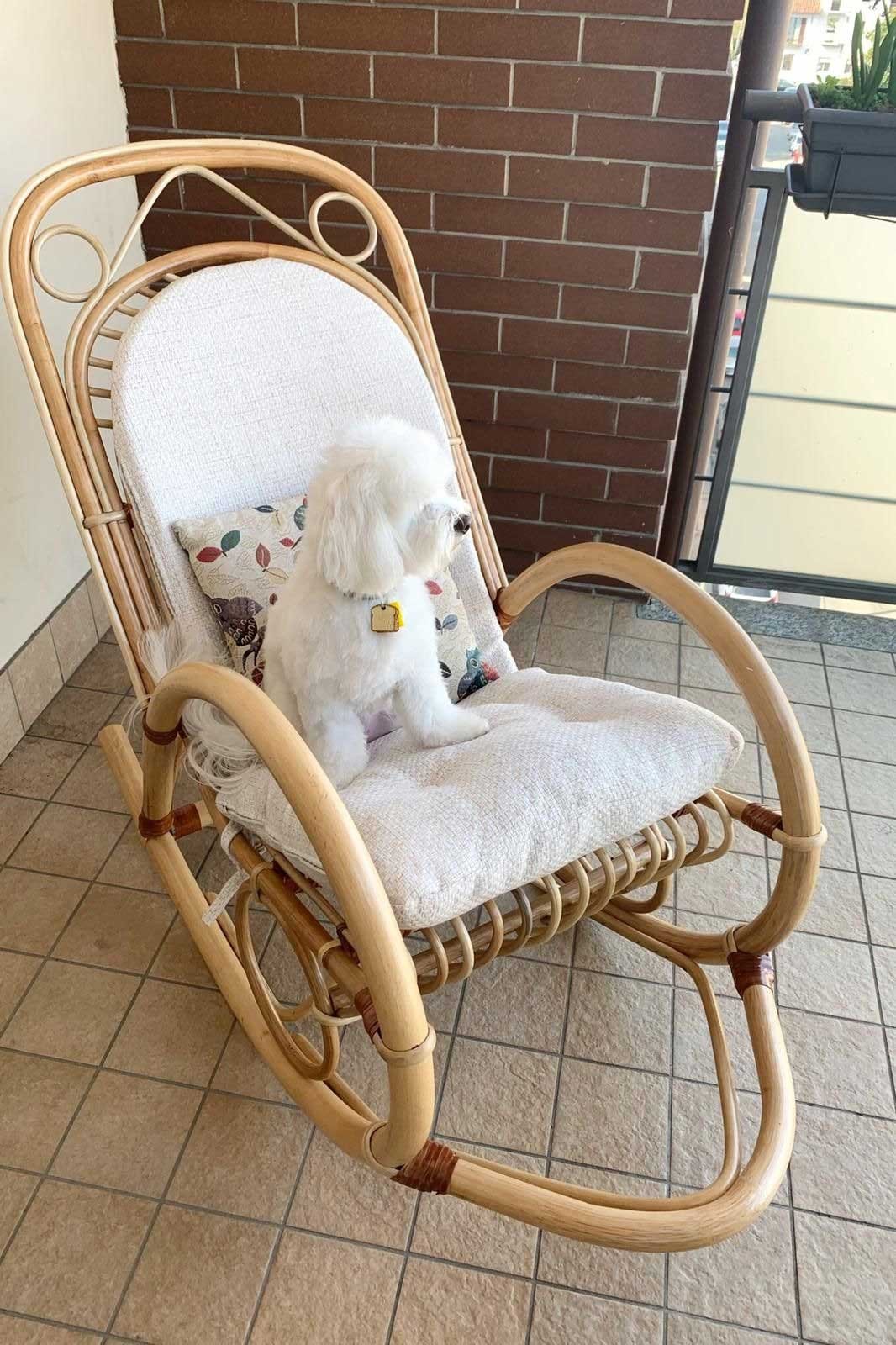 Poltronadondoloinrattancolorata1 jollygiuncoeu small white dog with a yellow collar sits on a beige cushion of a woven rattan rocking chair on a balcony by a brick wall
